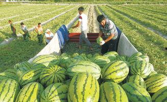 句容吃瓜大赛视频播放在哪看,句容吃瓜大赛视频播放平台一览  第3张