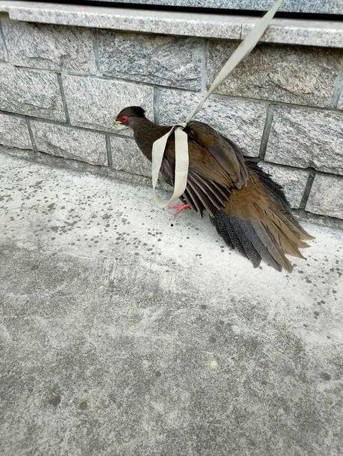 吃瓜遛鸟视频下载,轻松获取热门娱乐内容  第2张