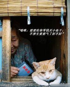 吃瓜小猫劝架视频在线观看,网络视频引发热议  第2张