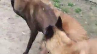 吃瓜小猫劝架视频在线观看,网络视频引发热议  第3张