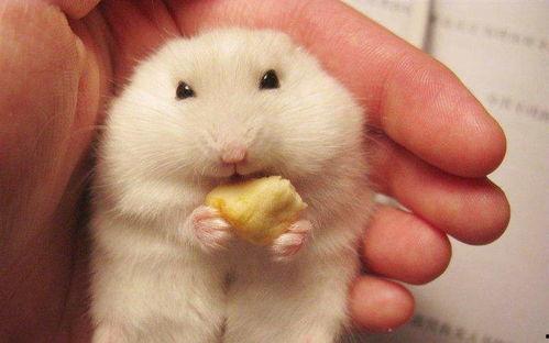 哈密瓜怎么喂给仓鼠吃视频,哈密瓜喂食教程  第2张