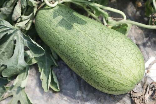 玉菇瓜怎么切方便吃视频  第3张