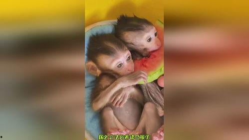 小猴吃瓜视频大全  第2张