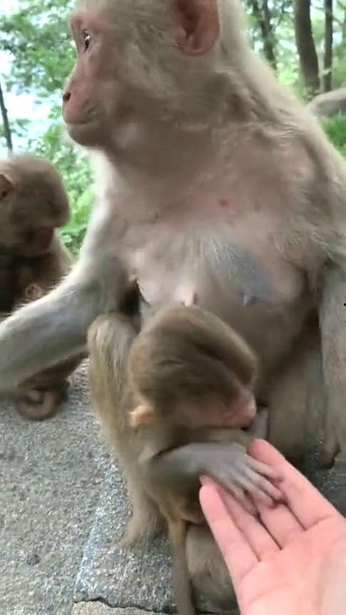 小猴吃瓜视频大全  第3张