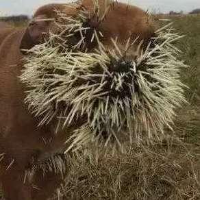 提笼鸟群众吃瓜视频,揭秘网络视频背后的社会现象