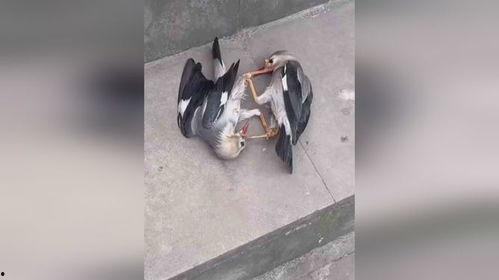 提笼鸟群众吃瓜视频,揭秘网络视频背后的社会现象  第2张