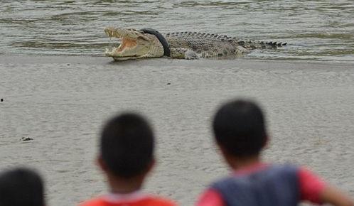 提笼鸟群众吃瓜视频,揭秘网络视频背后的社会现象  第3张