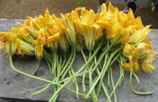 南瓜苗的瓜花可以吃吗视频,美味可口的天然食材探索