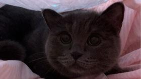 给小猫吃瓜视频大全集,小猫吃瓜视频大全集  第2张