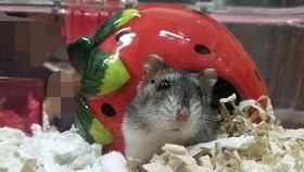 金丝熊可以吃嫩瓜吗视频,探索小宠物的美食新选择  第2张