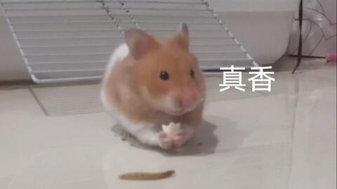 金丝熊可以吃嫩瓜吗视频,探索小宠物的美食新选择  第3张