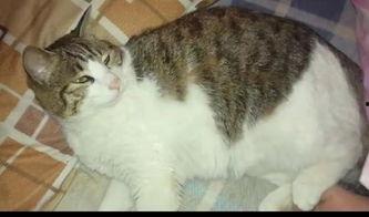 吃瓜群众小猫咪录视频